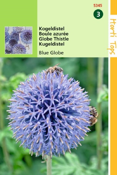 Kogeldistel Blue Globe (Echinops) 35 zaden